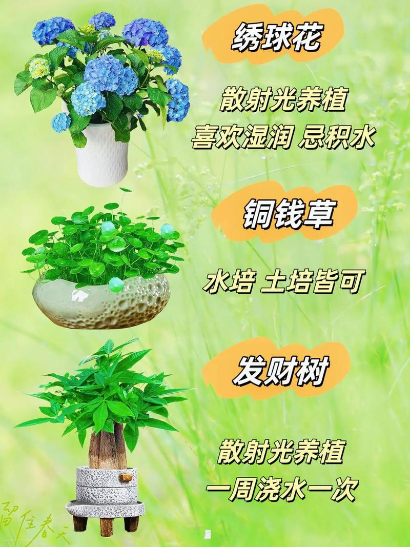 养生室内植物图片_养生室内植物_养生室内植物有哪些